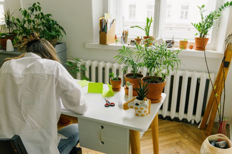 Plantes d'intérieur sur un bureau